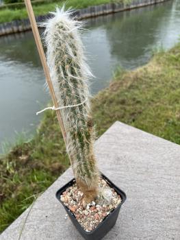 Oreocereus celsianus